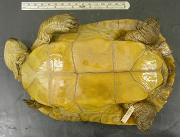 Media type: image; Herpetology R-34340